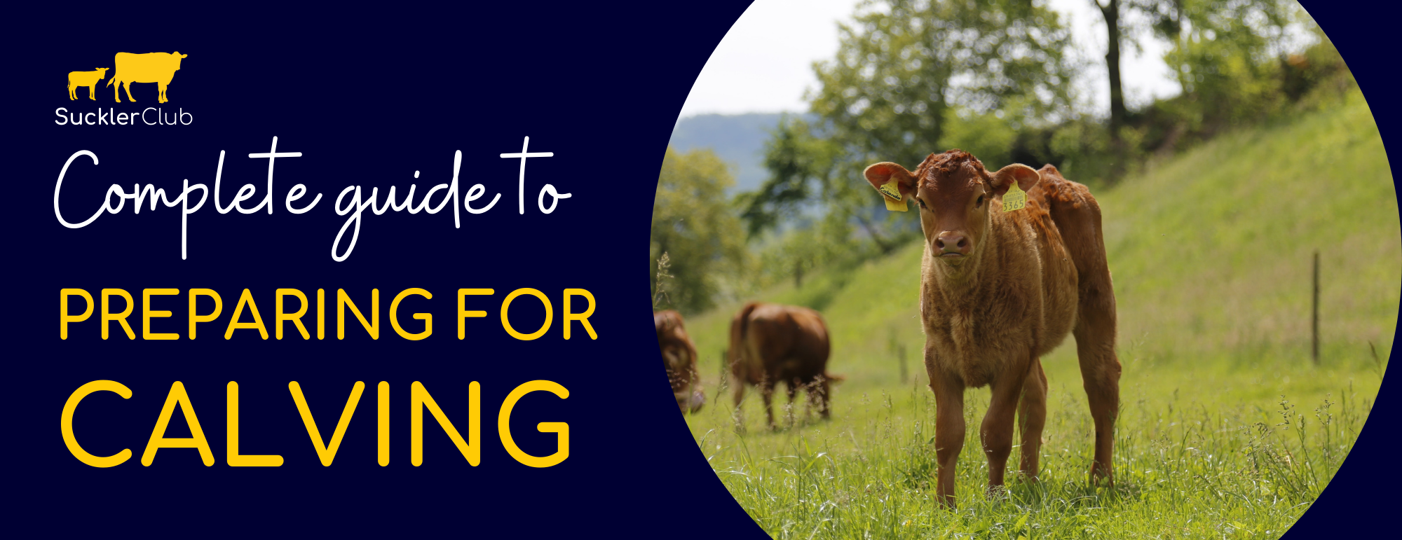 Complete Guide to Preparing for Calving Breedr